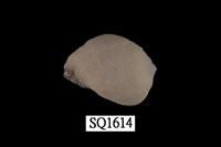 藏品(紫口珊瑚螺)的圖片